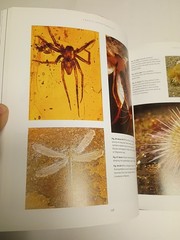 Fossil Invertebrates HC DJ Taylor, Paul D. and Lewis, David N. Harvard Universit