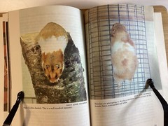 Know Your Hamster – Earl Schneider – 64 Pages -Pet Library No 754 -Free Shipping