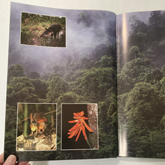 Tropical Rainforests of the World Rupert Matthews Nature Wildlife Photography