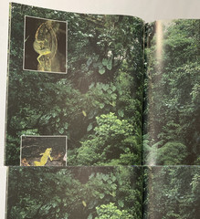 Tropical Rainforests of the World Rupert Matthews Nature Wildlife Photography