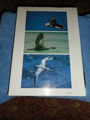 Ocean Birds Lars Lofgren 1984 HC/DJ 1st Edition Orinthology SEABIRDS Textbook