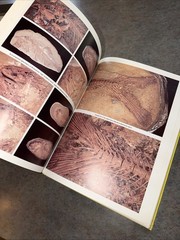 Santana Fossils: An Illustrated Atlas By Maisey Hardcover Cretaceous Fish Plants