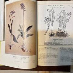 Botanical Art Book Flowers & Cultural History Rees de Bray 30cm x 22cm