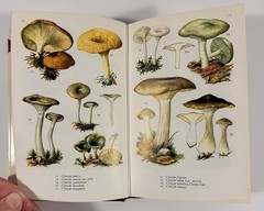 1961 Mushrooms Toadstools in Colour Blandford First Edition Dust Jacket Hvass