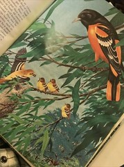Album of Birds by Tom McGowen, Rod Ruth – Drawings & Color Illustration￼￼￼￼s