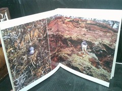CAATINGA ( Brasil) Picture Book Fine HC in Slipcase~ Oversize HCDJ~ Ships Boxed