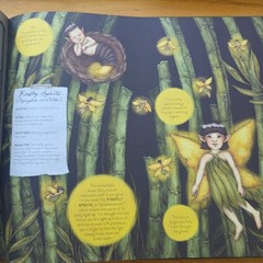 Folklore Field Guides: A Natural History of Fairies by Emily Hawkins