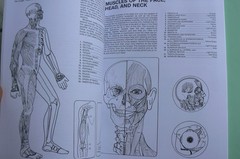 Dover HUMAN ANATOMY Coloring Book,Ziemian/Matt, ALL CLEAN! 44-pages