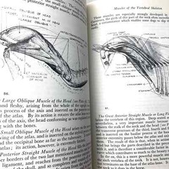 Animal Painting and Anatomy Soft Cover Book 336 pages with 200 illustrations