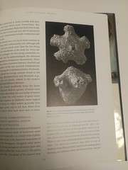 Fossil Invertebrates HC DJ Taylor, Paul D. and Lewis, David N. Harvard Universit
