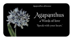 Language of Flowers