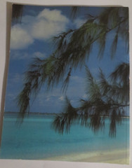 Beautiful Isles Cayman by Paul Humann Paperback book 104 Pages 11.5 X 9 Inch
