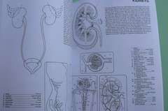 Dover HUMAN ANATOMY Coloring Book,Ziemian/Matt, ALL CLEAN! 44-pages