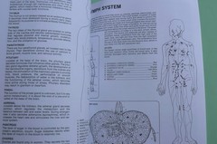 Dover HUMAN ANATOMY Coloring Book,Ziemian/Matt, ALL CLEAN! 44-pages