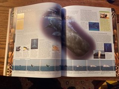 Smithsonian Institution Animal : The Definitive Visual Guide to the World’s…
