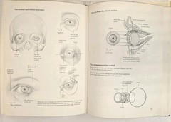 How To Draw The Human Head Techniques And Anatomy By Louise Gordon 1977