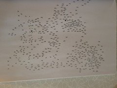 Puzzle Harmony Dot Coloring-Take-A-Break- 144 Dot-to-Dot Stunning Nature Designs