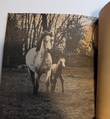 Scholastic Birth of a Foal Jane Miller PB 1977 Vintage Ages 4-8 Horses