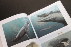 Cetacean Paleobiology Whales Dolphins evolution fossils Baleen Archaeocetes