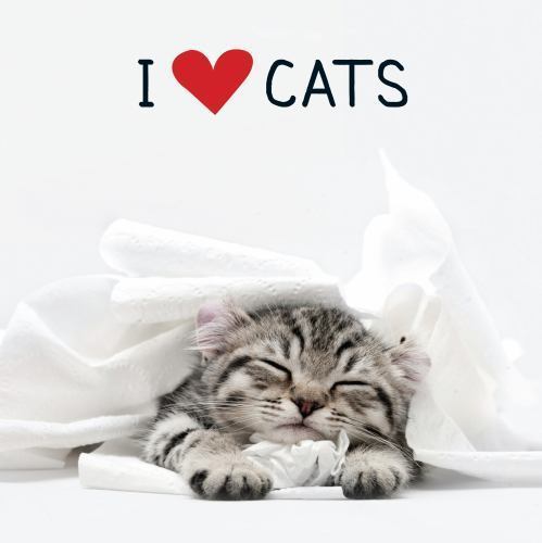 I Love Cats by Adams Media