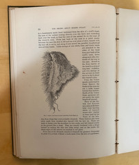 Bureau of American Ethnology – Eskimo About Bering Strait – Nelson 1899