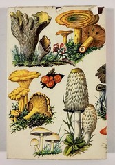 1961 Mushrooms Toadstools in Colour Blandford First Edition Dust Jacket Hvass