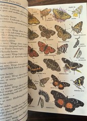 Field Guide to Western Butterflies by Paul A. Opler (1999, Trade Paperback)