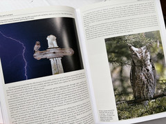 Owls of the World : A Photographic Guide Hardcover Heimo Mikkola