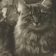Why We Love Cats by Kim Levin. Kitty, Pets at Play, Best Friend Furry and Fluffy