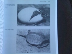 Turtles of the United States & Canada, 1994 First Edition