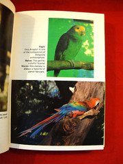 TAMING AND TRAINING PARROTS By Edward J. Mulawka – Hardcover Book w/352 Pages