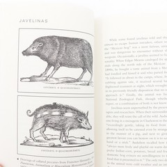 Javelinas Collared Peccaries of the Southwest by Jane Manaster PB 2006 84 Pages