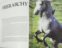 Such Is The Real Nature of Horses by Robert Vavra 1979 HC 340 Color Photos