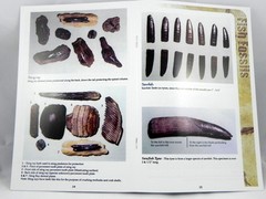Megalodon Book Guide Shark Tooth Identification w/ Photos of Fossil Teeth tooth