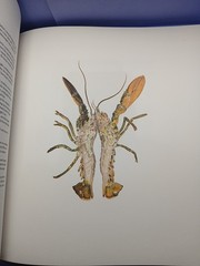 The Next Chapter Stories & Watercolors by Daniel Humm SIGNED With Will Guidara