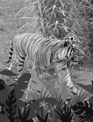Coloring Book save the Tigers 108 Pages 8.5 x 11 for All Ages Best Tigers book