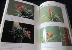 NEW TILLANDSIA HANDBOOK Shimizu-Takizawa 1998 Air Plants Japanese-English SCARCE