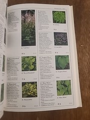 Eyewitness Garden Handbooks Perennials by David Joyce and Deni Bown 1997