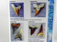 Megalodon Book Guide Shark Tooth Identification w/ Photos of Fossil Teeth tooth
