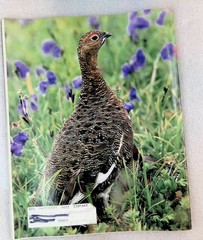 National Wildlife Magazine Aug-Sept 1988 Vintage Nature Wildlife Federation