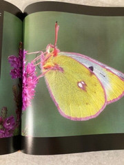 Butterfly Book by Thomas Marent Hardcover DJ Over 500 Photographs 280 Pages
