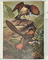 World Of Birds: New & Revised Ed. by James Fisher & Roger Tory Peterson HC w/ DJ