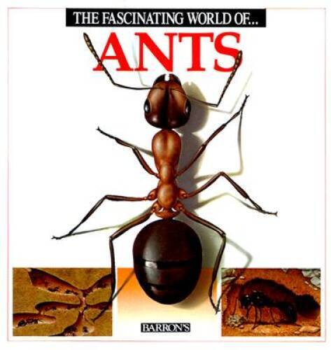 The Fascinating World of Ants – Paperback By Julivert, Angels – GOOD