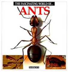The Fascinating World of Ants – Paperback By Julivert, Angels – GOOD