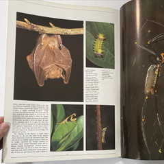 Tropical Rainforests of the World Rupert Matthews Nature Wildlife Photography