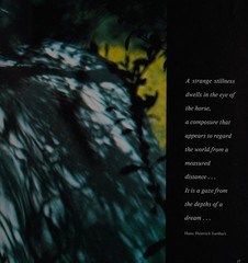 Equus : The Creation of a Horse Paperback Robert Vavra