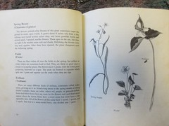 The First Book of Wild Flowers (1961) by Betty Cavanna Pictures Page Cary HC