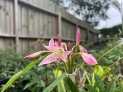 Jumbo (22+ cm) X POWELLII Crinum Lily Bulb – US Seller!