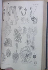HIGHER CRYPTOGAMIA and the Fructification of the CONIFERAE.