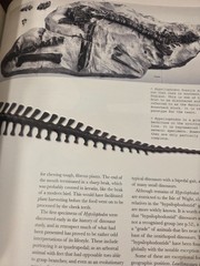 The World of Dinosaurs: An Illustrated Tour by Mark A Norell: Used